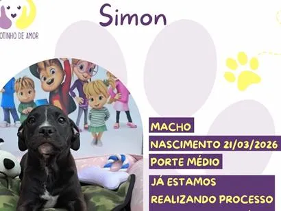 Cachorro raça SRD-ViraLata idade 7 a 11 meses nome Simon