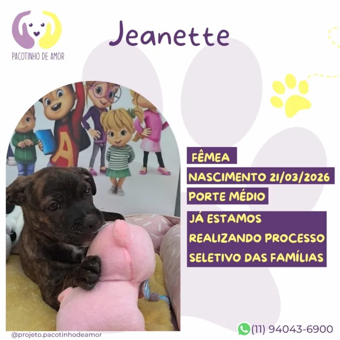 Cachorro raça SRD-ViraLata idade Abaixo de 2 meses nome Jeanette
