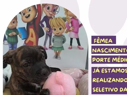Cachorro raça SRD-ViraLata idade Abaixo de 2 meses nome Jeanette