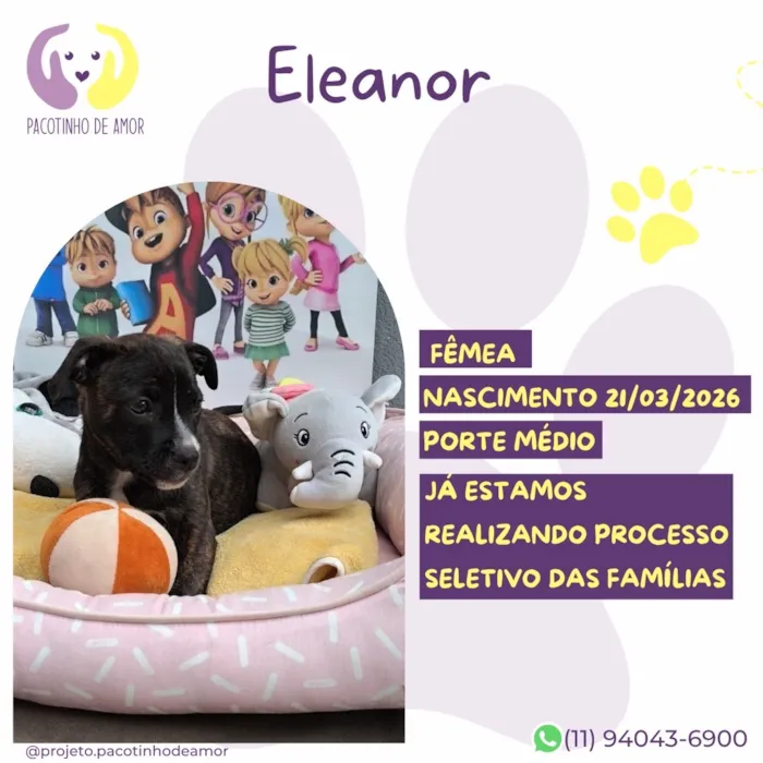 Cachorro raça SRD-ViraLata idade 1 ano nome Eleanor