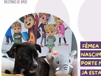 Cachorro raça SRD-ViraLata idade 1 ano nome Eleanor