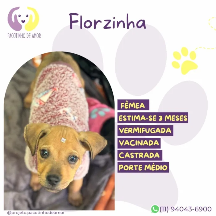 Cachorro raça SRD-ViraLata idade 2 a 6 meses nome Florzinha