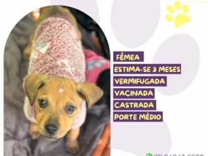 Cachorro raça SRD-ViraLata idade 2 a 6 meses nome Florzinha