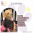 Lindinha