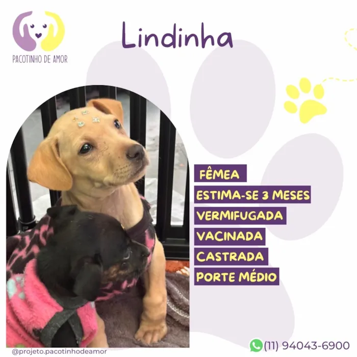 Cachorro raça SRD-ViraLata idade 2 a 6 meses nome Lindinha