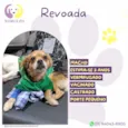 Revoada 