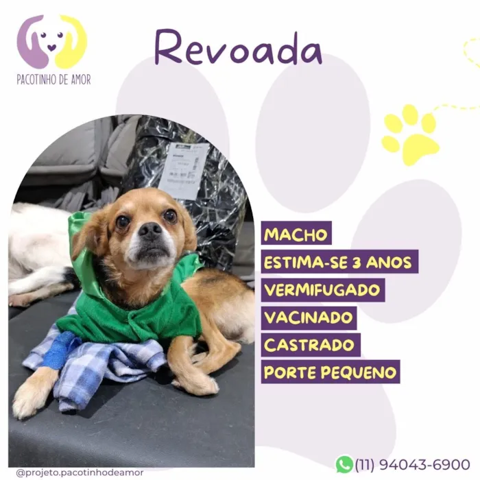 Cachorro raça SRD-ViraLata idade 2 a 6 meses nome Revoada 