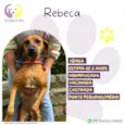 Rebeca