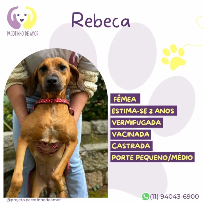 Cachorro raça SRD-ViraLata idade 2 anos nome Rebeca
