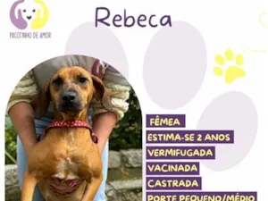 Cachorro raça SRD-ViraLata idade 2 anos nome Rebeca