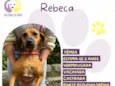 Rebeca