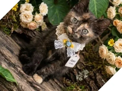 Gato raça SRD-ViraLata idade Abaixo de 2 meses nome Anny