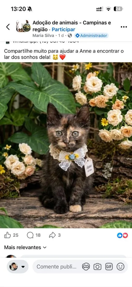 Gato raça SRD-ViraLata idade Abaixo de 2 meses nome ??Anny