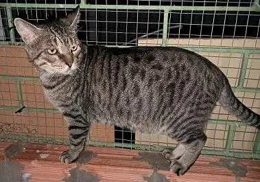 Gato raça SRD-ViraLata idade 6 ou mais anos nome BOCHECHA
