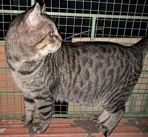 Gato raça SRD-ViraLata idade 6 ou mais anos nome BOCHECHA
