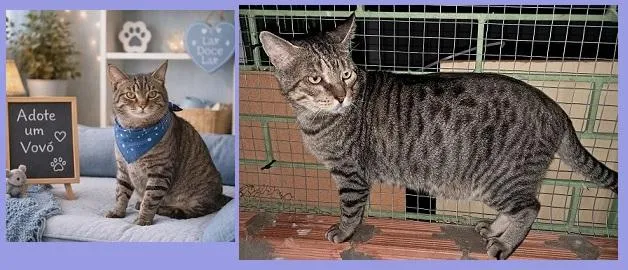 Gato raça SRD-ViraLata idade 6 ou mais anos nome BOCHECHA