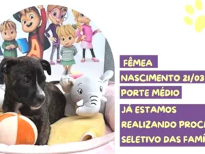 Cachorro raça SRD-ViraLata idade 1 ano nome Eleanor