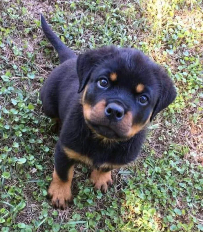 Cachorro raça Rottweiler idade 2 a 6 meses nome Badoque