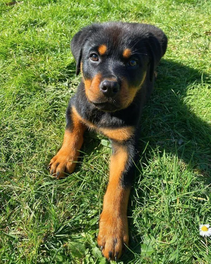 Cachorro raça Rottweiler idade 2 a 6 meses nome Badoque