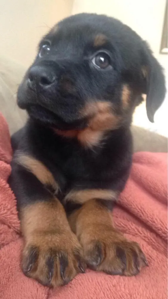 Cachorro raça Rottweiler idade 2 a 6 meses nome Badoque