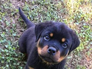 Cachorro raça Rottweiler idade 2 a 6 meses nome Badoque