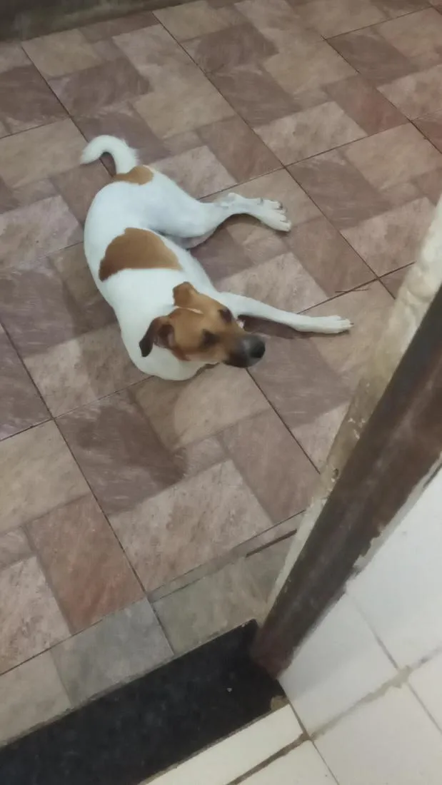 Cachorro raça SRD-ViraLata idade 5 anos nome Bob