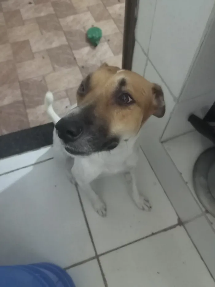 Cachorro raça SRD-ViraLata idade 5 anos nome Bob