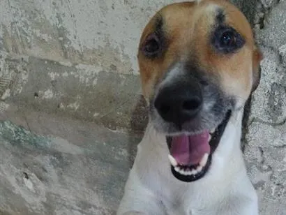 Cachorro raça SRD-ViraLata idade 5 anos nome Bob