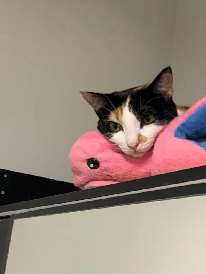 Gato raça SRD-ViraLata idade 3 anos nome Gaia