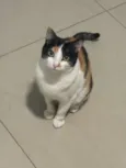 Gaia