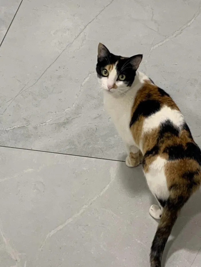 Gato raça SRD-ViraLata idade 3 anos nome Gaia