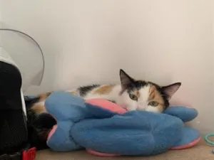 Gato raça SRD-ViraLata idade 3 anos nome Luna