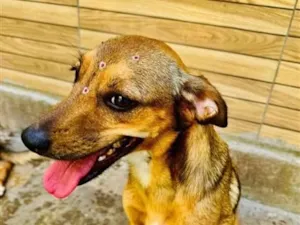 Cachorro raça SRD-ViraLata idade 3 anos nome Dolly