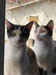 Luna e Gaia