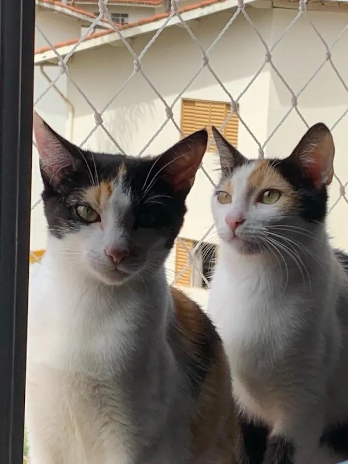 Gato raça SRD-ViraLata idade 3 anos nome Luna e Gaia