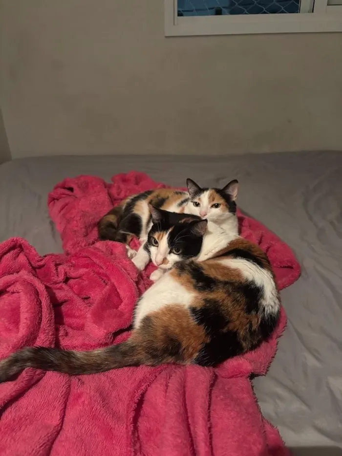 Gato raça SRD-ViraLata idade 3 anos nome Luna e Gaia
