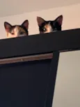Luna e Gaia