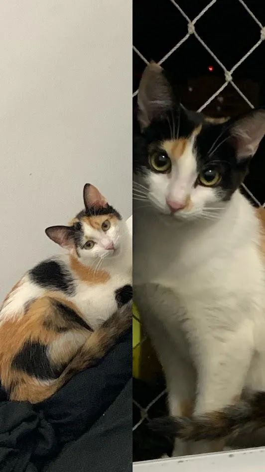 Gato raça SRD-ViraLata idade 3 anos nome Luna e Gaia