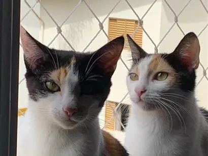 Gato raça SRD-ViraLata idade 3 anos nome Luna e Gaia