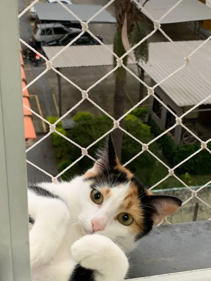 Gato raça SRD-ViraLata idade 3 anos nome Luna e Gaia