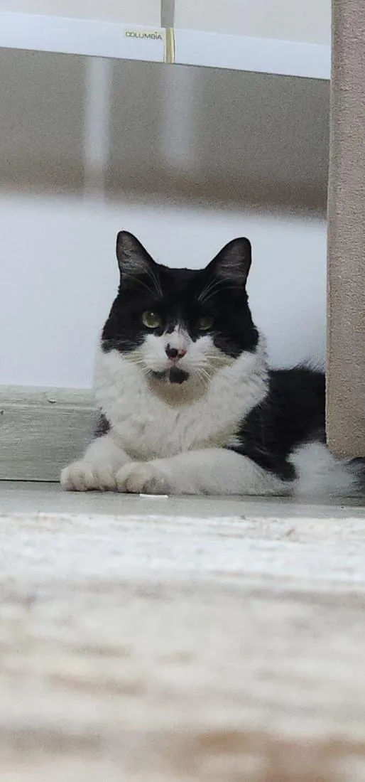 Gato raça SRD-ViraLata idade 1 ano nome Lara