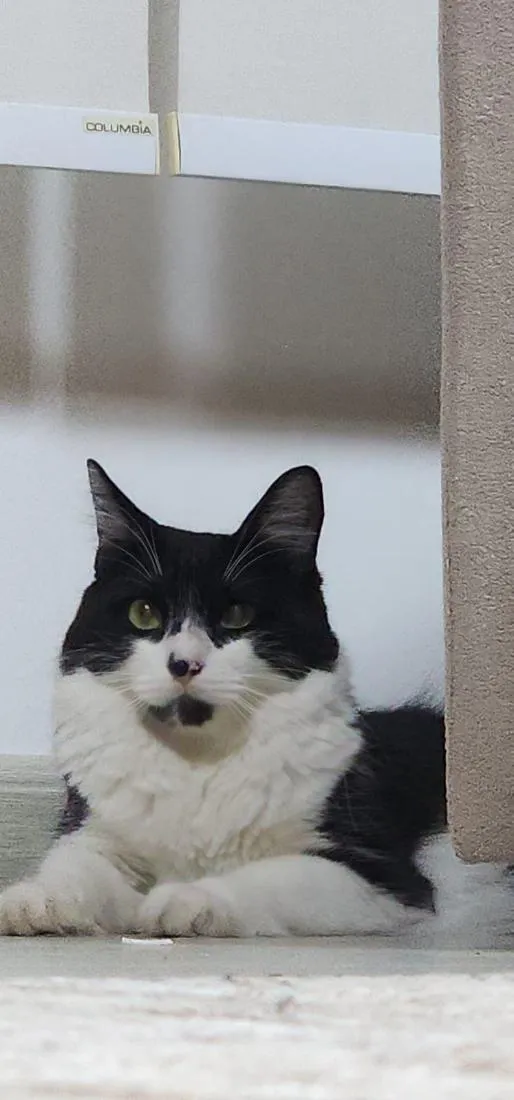 Gato raça SRD-ViraLata idade 1 ano nome Lara