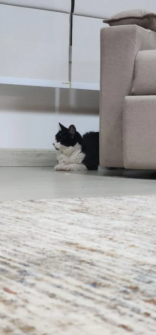 Gato raça SRD-ViraLata idade 1 ano nome Lara