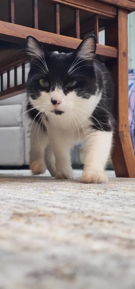 Gato raça SRD-ViraLata idade 1 ano nome Lara