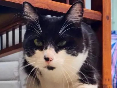 Gato raça SRD-ViraLata idade 1 ano nome Lara