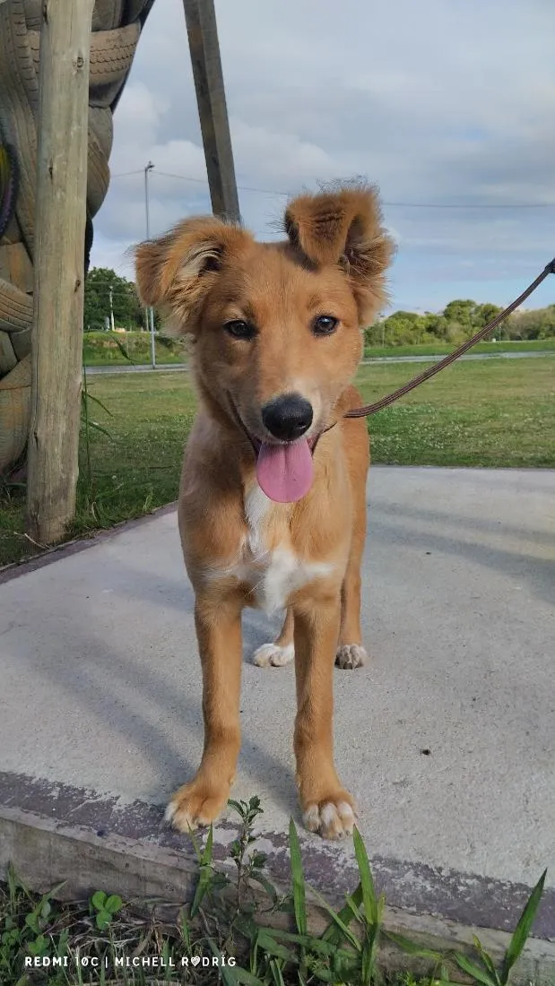 Cachorro raça SRD-ViraLata idade 7 a 11 meses nome kiara