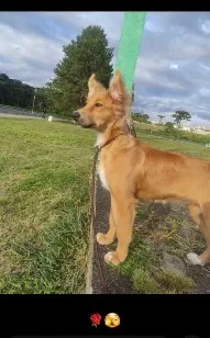 Cachorro raça SRD-ViraLata idade 7 a 11 meses nome kiara