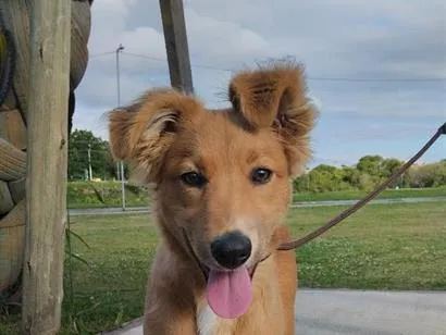 Cachorro raça SRD-ViraLata idade 7 a 11 meses nome kiara