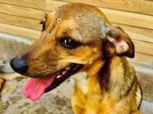 Cachorro raça SRD-ViraLata idade 3 anos nome Dolly