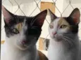 Luna e Gaia